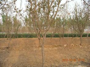 供應(yīng)石榴樹批發(fā)/石榴樹批發(fā)價(jià)格/大量批發(fā)石榴樹/石榴樹批發(fā)商