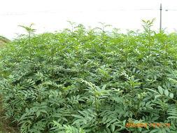 果苗種植圖片/果苗種植樣板圖 (3)