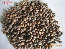 白皮松種子圖片/白皮松種子樣板圖 (4)