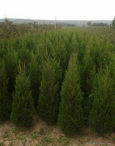 供應(yīng)優(yōu)質(zhì)蜀儈批發(fā)價格/優(yōu)質(zhì)蜀儈批發(fā)商/優(yōu)質(zhì)蜀儈供貨商/優(yōu)質(zhì)蜀儈批發(fā)商