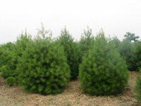 供應油松苗種植技術/山西油松苗多少錢一棵/優(yōu)質油松苗種植