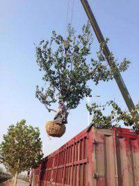 石榴樹(shù)圖片/石榴樹(shù)樣板圖 (2)