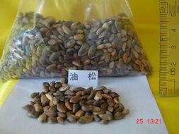 供應(yīng)優(yōu)質(zhì)油松種子批發(fā)商/優(yōu)質(zhì)油松種子供貨商/優(yōu)質(zhì)油松種子價格