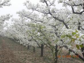 供應(yīng)山西優(yōu)質(zhì)梨樹苗價(jià)格，/山西優(yōu)質(zhì)梨樹苗批發(fā)商/山西優(yōu)質(zhì)梨樹苗供貨商，山西