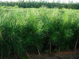 油松苗圖片/油松苗樣板圖 (4)