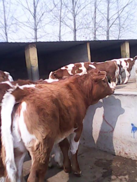 供应肉牛小牛犊价格肉牛养殖西门塔尔牛多少钱一头图片