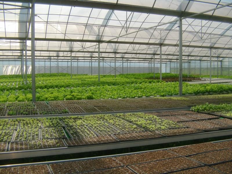 供應(yīng)用于蔬果無土栽培|水培蔬菜技術(shù)的廣東蔬菜無土栽培種植大棚規(guī)劃建設(shè)