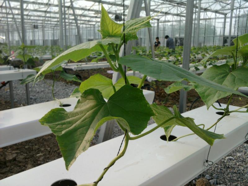 供應(yīng)用于無土蔬菜種植|水培技術(shù)的廣東黃瓜絲瓜無土栽培設(shè)備及營養(yǎng)液