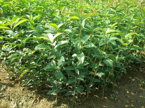 四川成都桂花小苗圖片