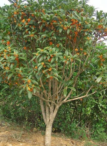 供應(yīng)成都桂花價(jià)格，成都桂花價(jià)格，成都桂花價(jià)格