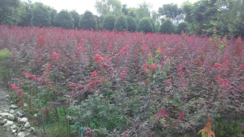 成都1米高紅楓圖片