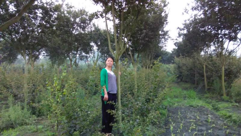 成都高桿7公分紫薇圖片