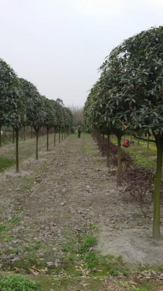 供應(yīng)四川成都溫江高分枝桂花，四川成都溫江高分枝桂花批發(fā)價