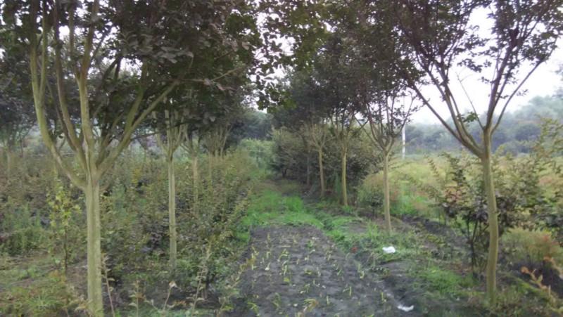 成都紅花紫薇7公分圖片