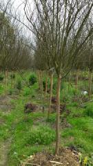 成都7公分紫薇圖片