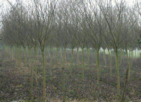 四川紫薇基地/紫薇價(jià)格圖片