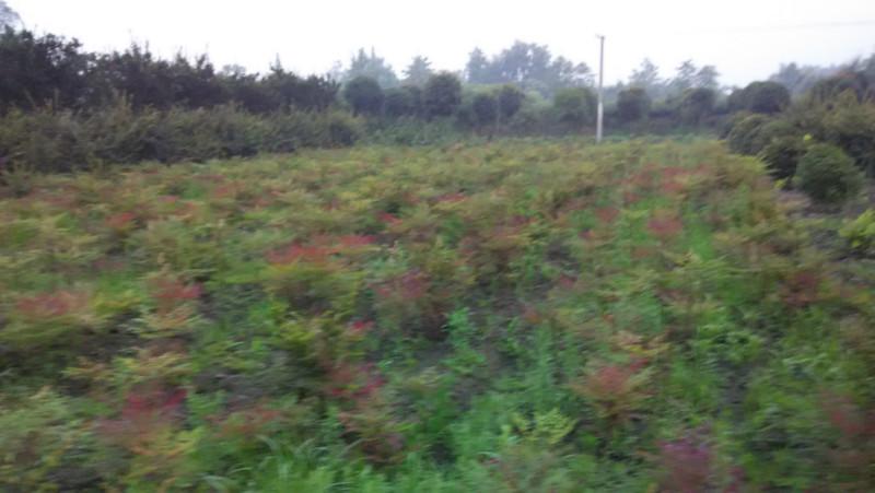 供應(yīng)四川高桿紫薇價(jià)格，四川高桿紫薇價(jià)格，四川高桿紫薇價(jià)格