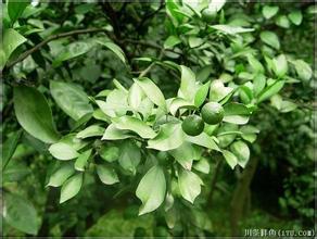 供應(yīng)廣西楊梅樹，廣西楊梅樹價(jià)格，廣西楊梅樹批發(fā)，廣西楊梅樹采購