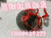 供應(yīng)成都哪里有紅蟲批發(fā)  巴中紅蟲批發(fā)