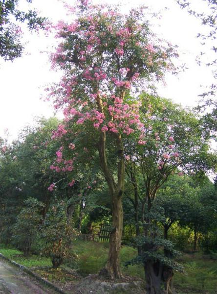 大紅紫薇成都紅紫薇圖片