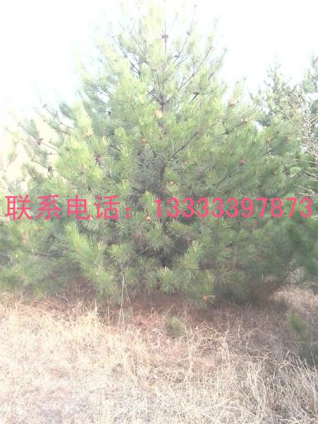 供應(yīng)油松造林苗哪里有優(yōu)惠，*出售造林油松，便宜批發(fā)造林油松，