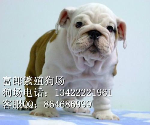 斗牛犬图片/斗牛犬样板图 (3)