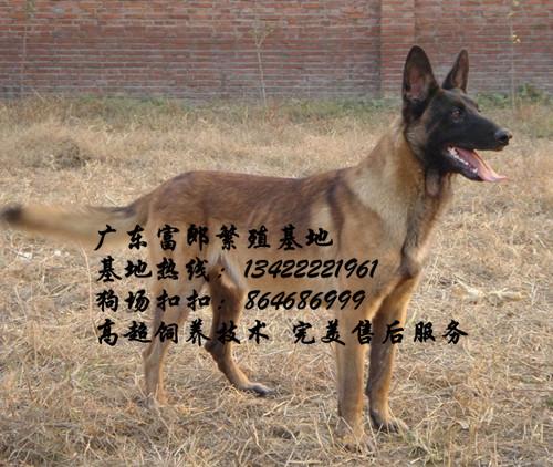 广州市马犬厂家