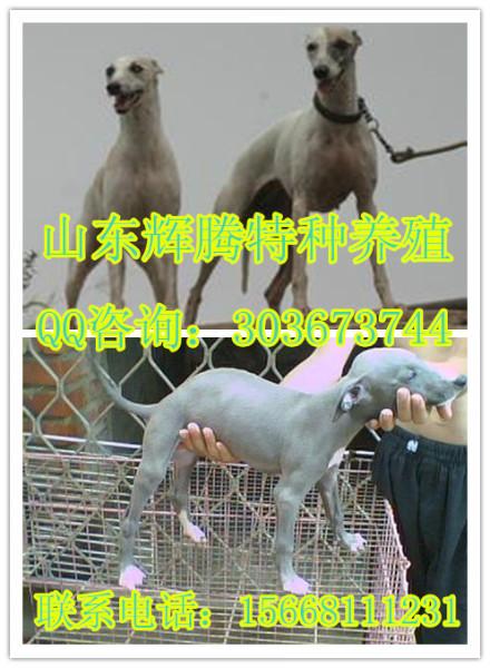 济宁市山西什么的地方有卖格力犬的厂家