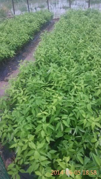 供應(yīng)東方紅橘苗、東方紅憰苗批發(fā)、東方紅桔苗價(jià)格