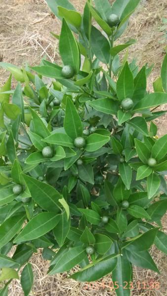 供應(yīng)東方紅橘苗、東方紅憰苗批發(fā)、東方紅桔苗價(jià)格