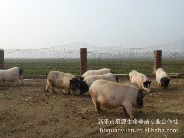 供应用于饲养的巴马香猪图片