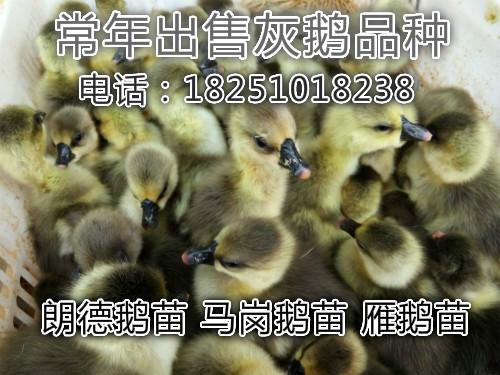 小灰鹅苗图片