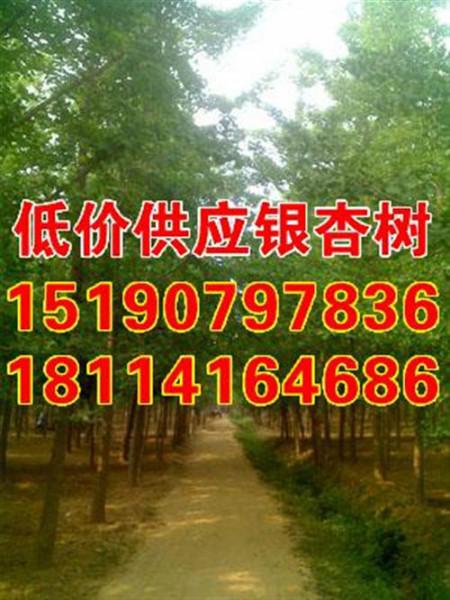 供應(yīng)山東25公分銀杏樹價格_山東21 公分銀杏樹價格_金生銀杏