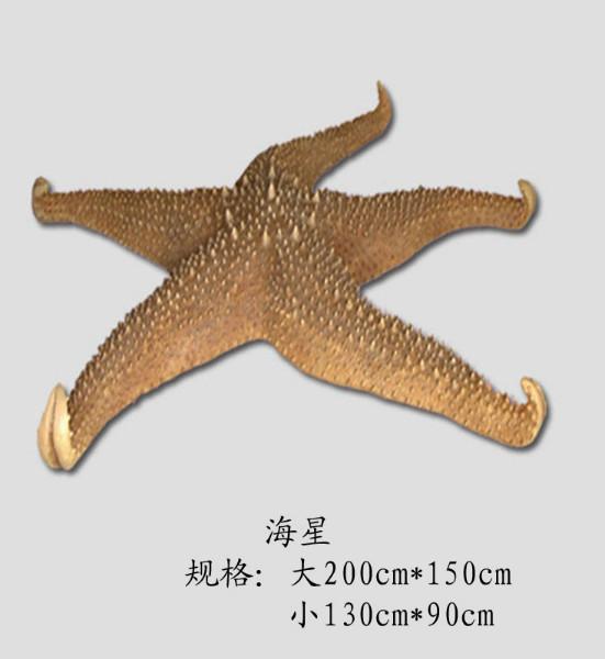 棘皮動物海星  生物模型圖片