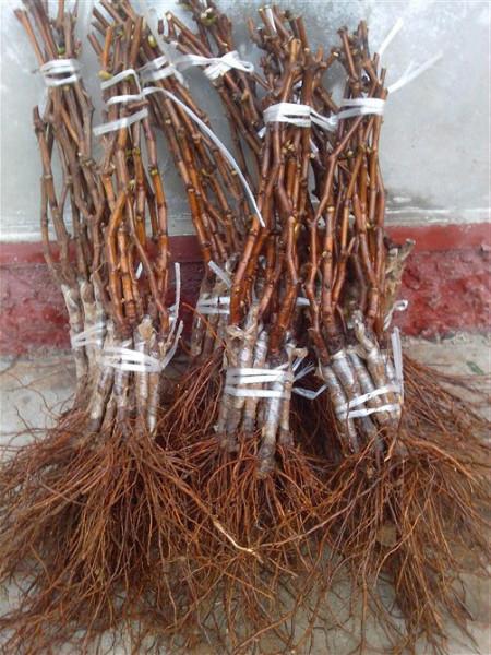 湘西土家族苗族自治州葡萄苗