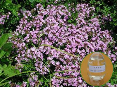供應(yīng)百里香油 文峰生物供應(yīng)熱誠(chéng)銷售各種天然香精香料