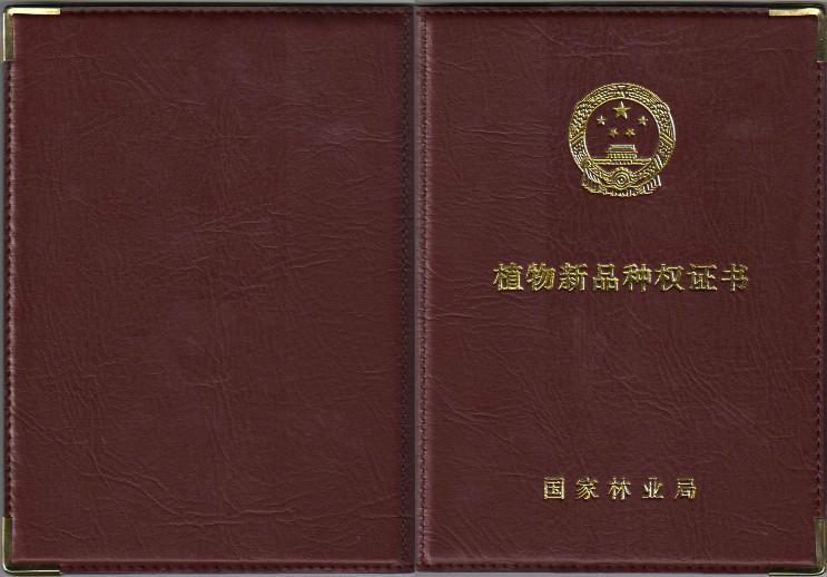 红霞杨、金红杨、彩叶植物、彩叶树、彩叶景观、彩色植物、园林景观设计