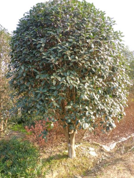 潢川县众成花木种植专业合作社