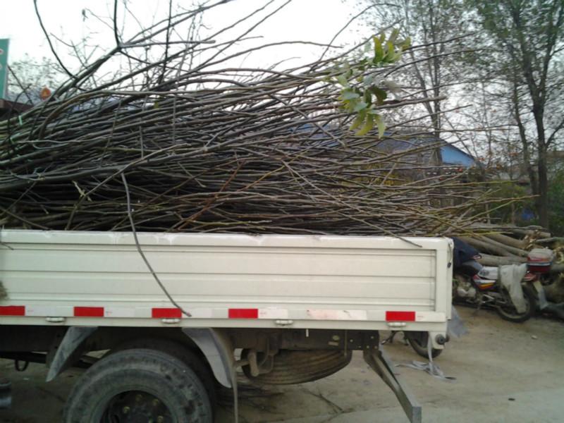 供應(yīng)核桃苗種植技術(shù) 核桃苗供應(yīng)基地