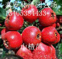 供應(yīng)大金星嫁接山楂苗 1公分嫁接棗樹(shù)苗今年價(jià)格