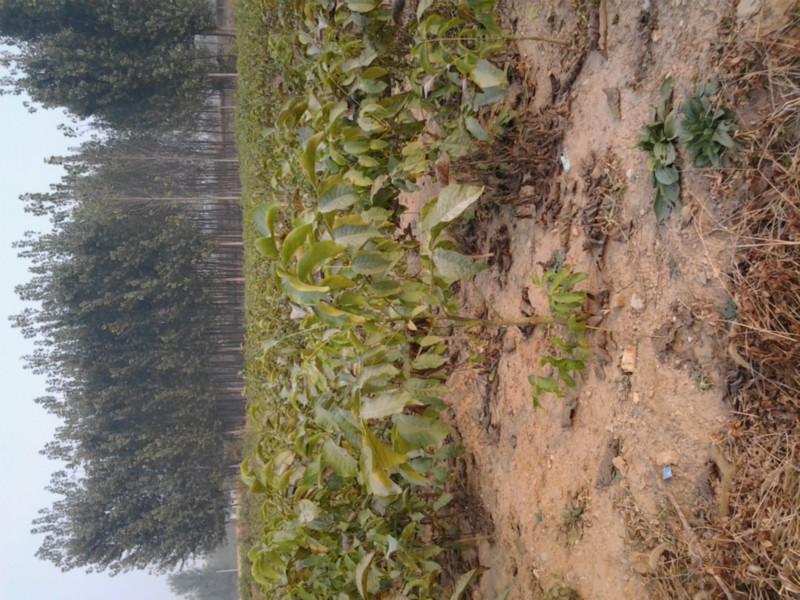 供應(yīng)甘肅核桃苗哪家比較好 核桃苗小苗種植基地