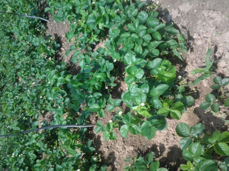 供應(yīng)出售紅顏牛奶草莓苗