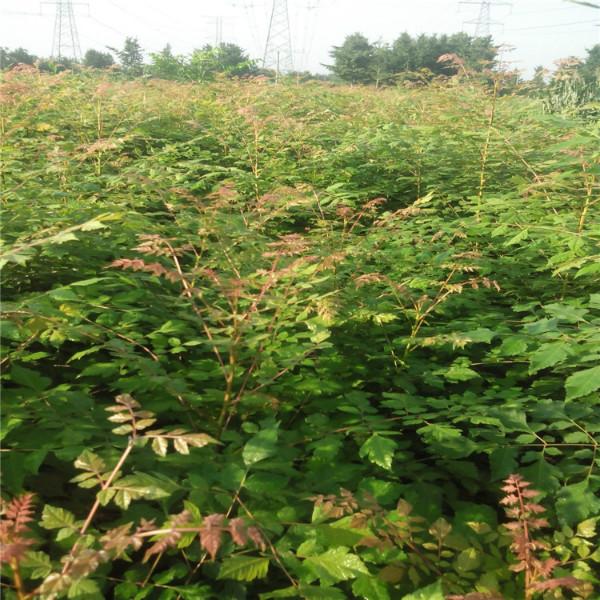 北欒樹苗銷售，北欒樹苗價(jià)錢，北欒樹苗經(jīng)銷商