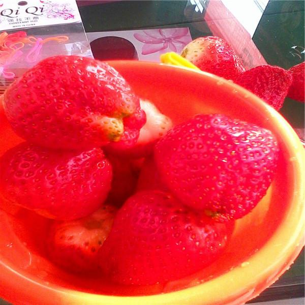 供應(yīng)無(wú)錫草莓苗批發(fā)，無(wú)錫草莓苗價(jià)格，無(wú)錫草莓苗出售