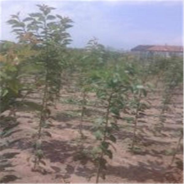 供應(yīng)櫻花小苗，櫻花小苗批發(fā)，櫻花小苗苗圃