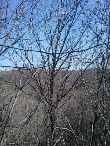 供應(yīng)*出售河北綠化苗木五角楓白樺蒙古櫟