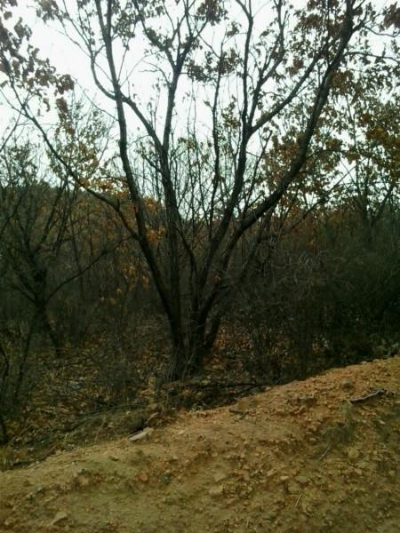 供應(yīng)*出售河北綠化苗木五角楓白樺蒙古櫟