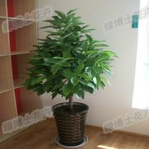 花卉租賃圖片/花卉租賃樣板圖 (2)