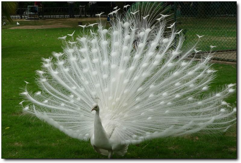 供應(yīng)安徽*批發(fā)，哪里*便宜，*養(yǎng)殖