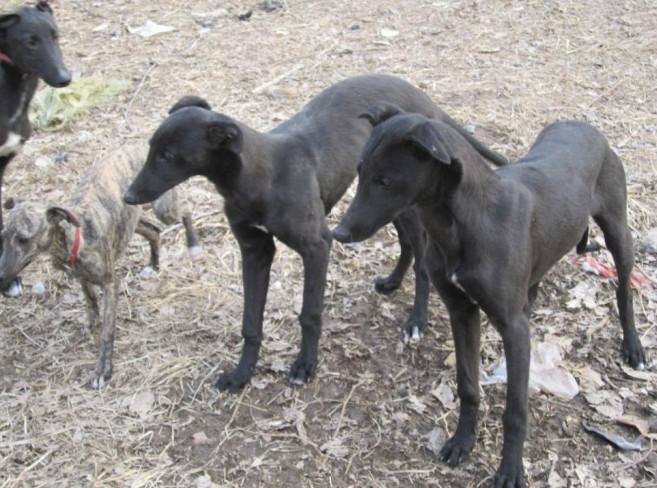 供应纯种格力犬，格力犬幼崽，格力犬价格